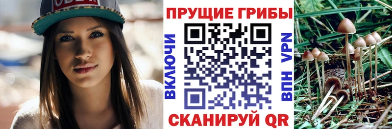 Псилоцибиновые грибы Cubensis  Новоульяновск 